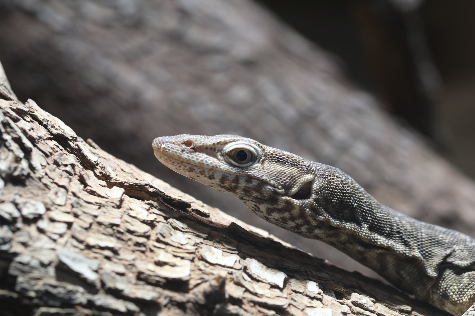 Freckled monitor