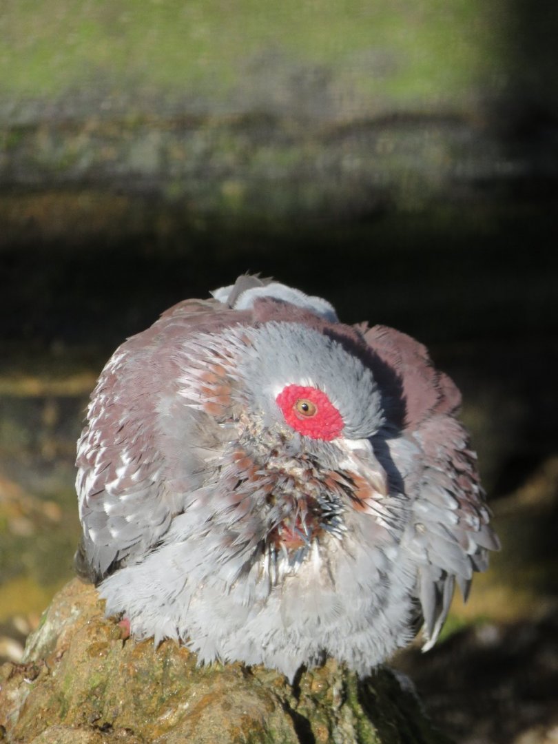 Freckled pigeon