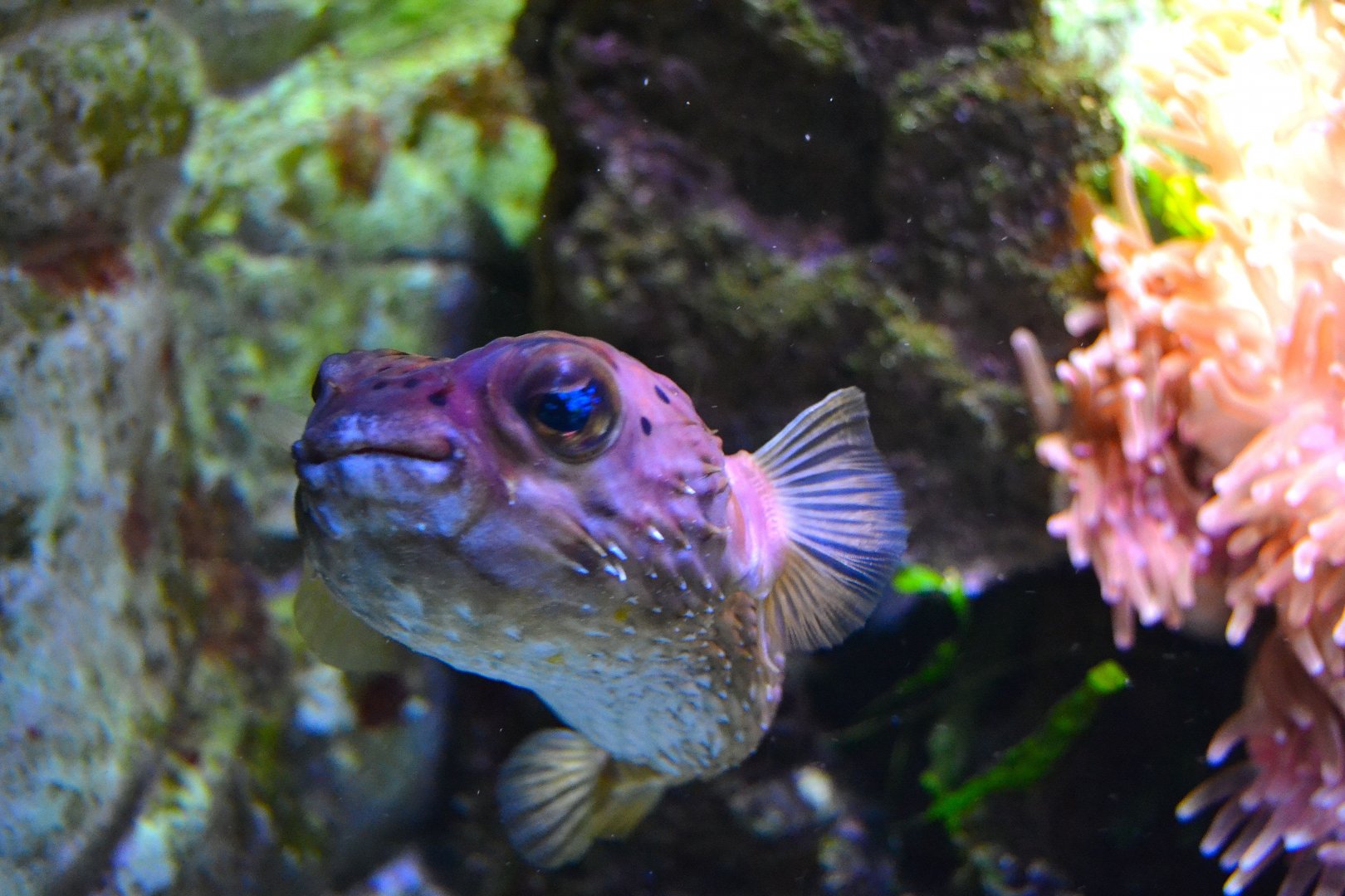 Freckled Porcupinefish - December 2014