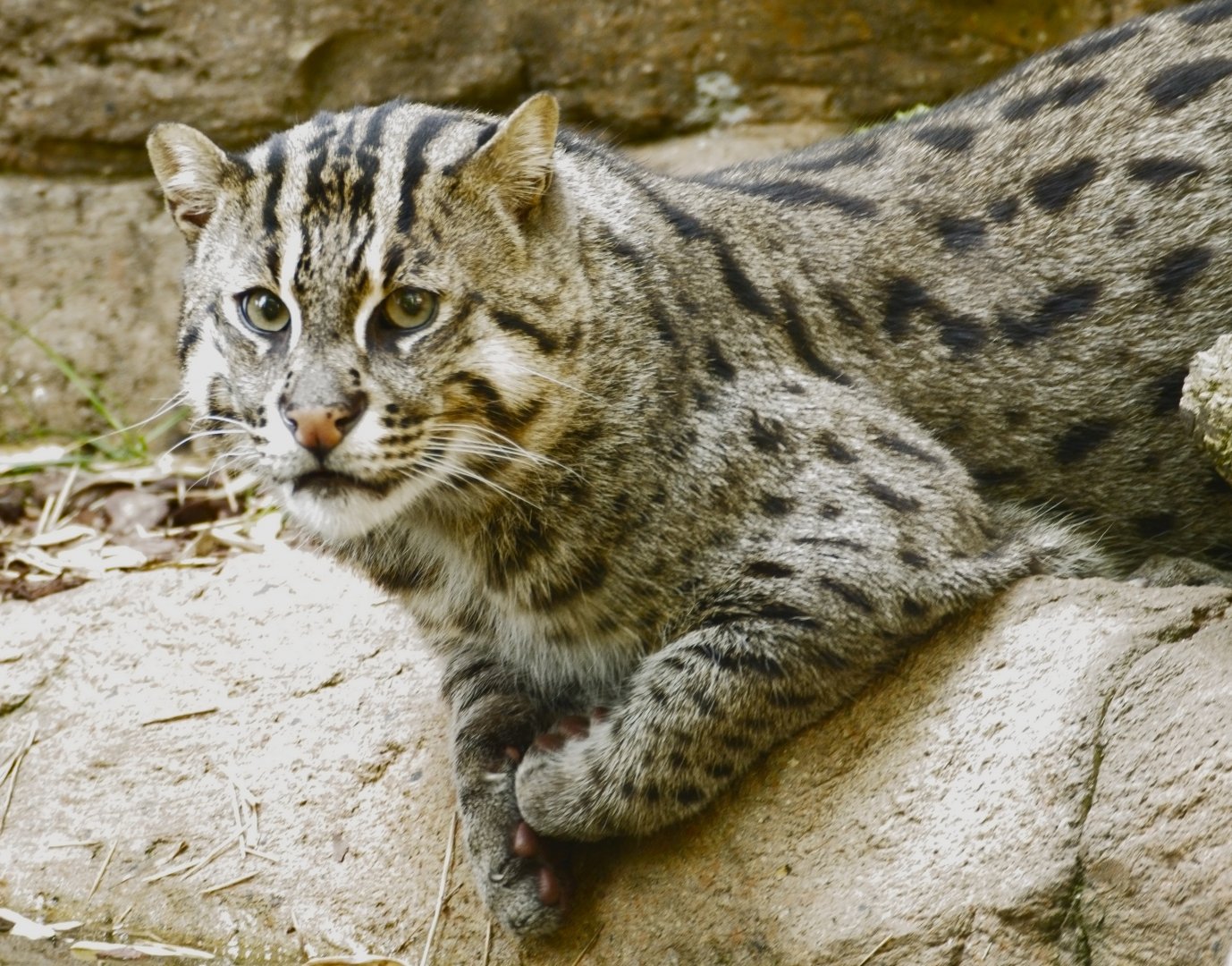 Freddie  (Fishing Cat)