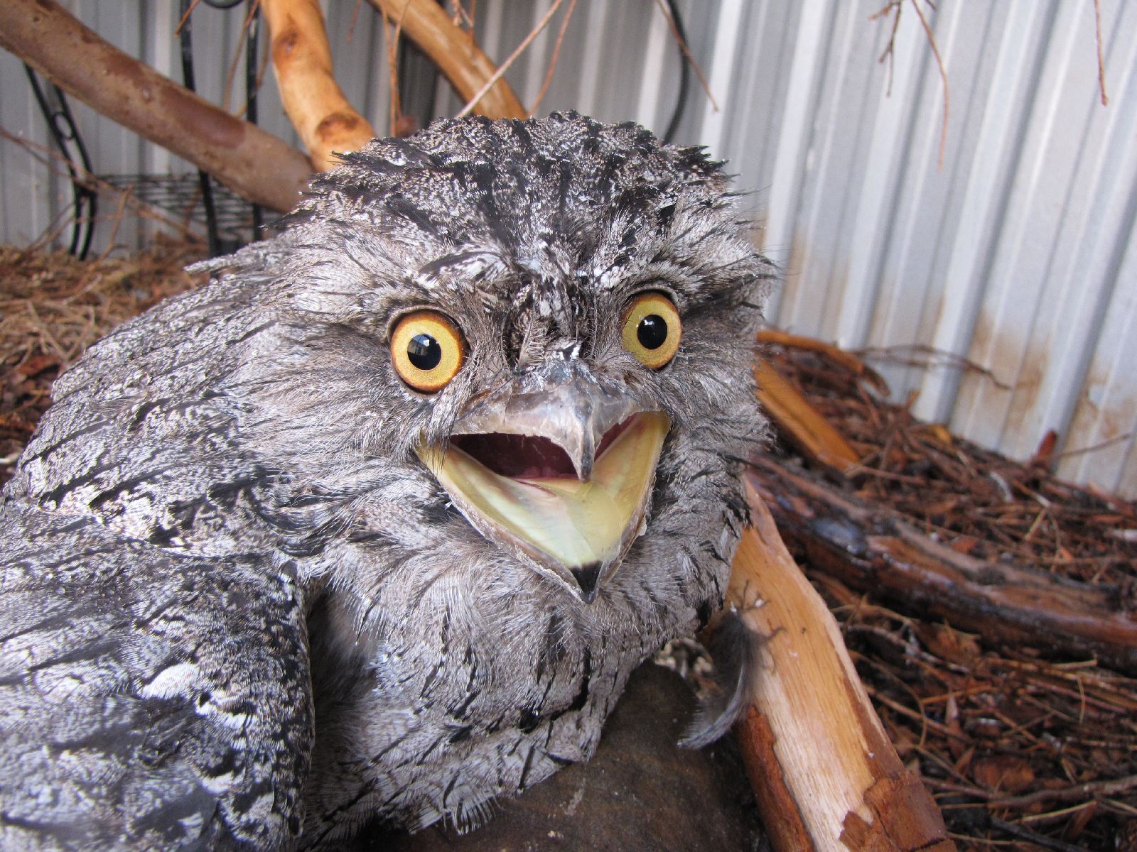Freddo, My Tawny Frogmouth