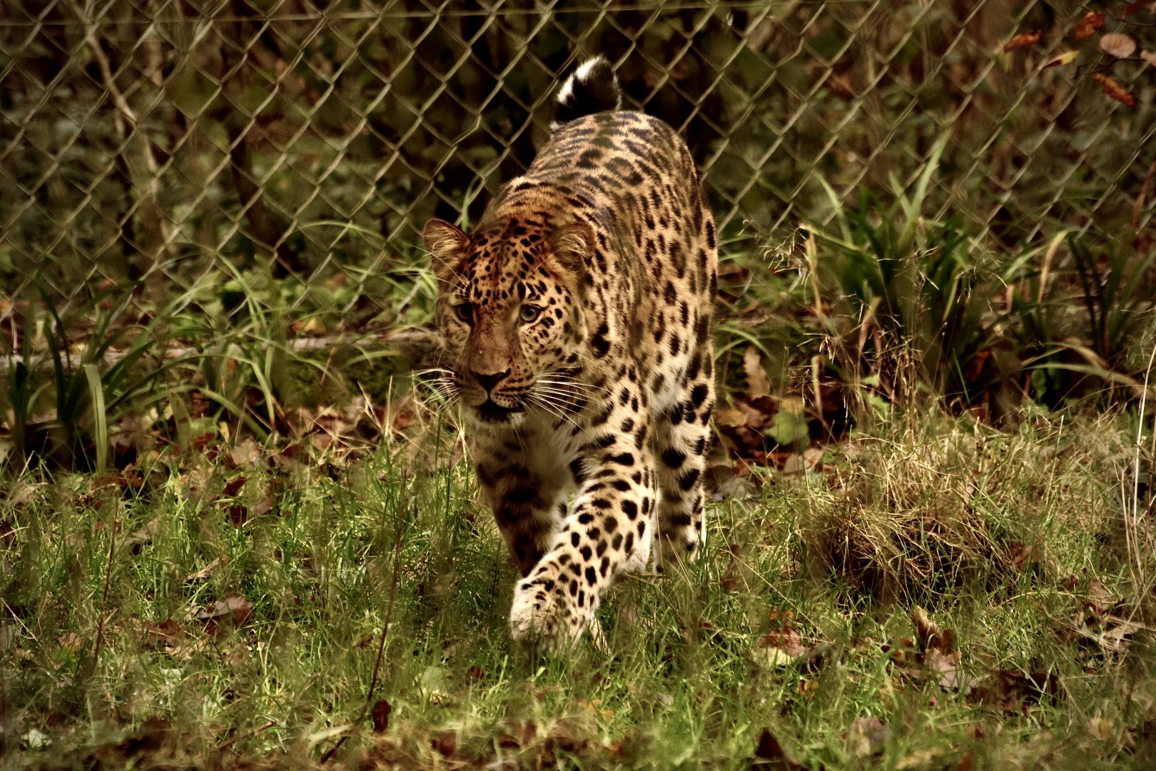 Freddo patrolling his exhibit