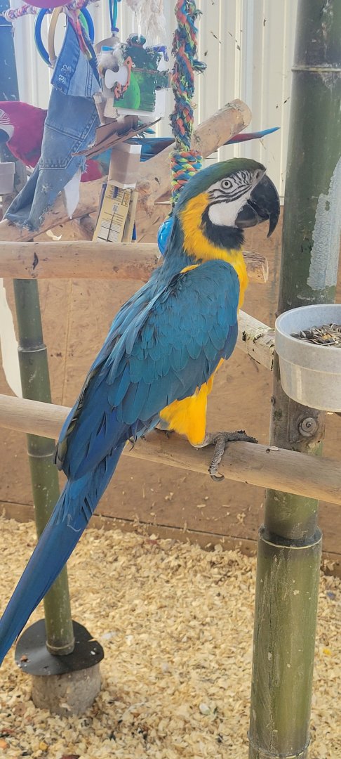 Freddy the Blue and Gold Macaw and Rico the Green-Winged Macaw (1/25/25)