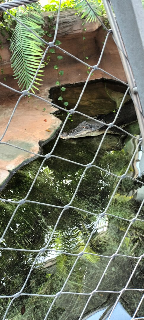 Frederick the male Saltwater Crocodile