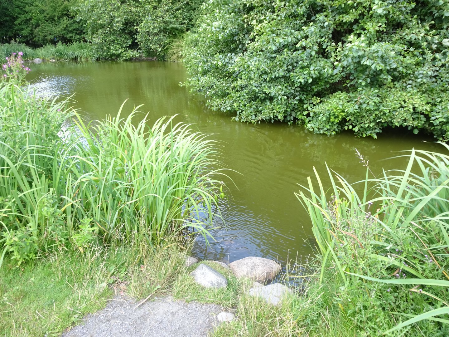Frederikshavn Plantage - General view