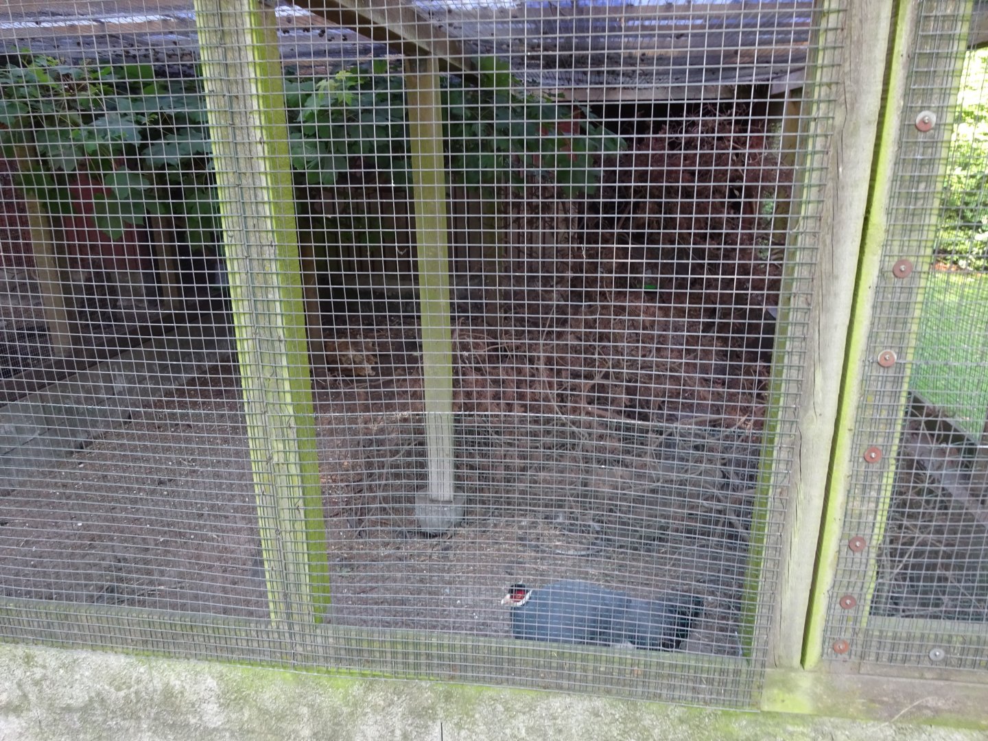 Frederikshavn Plantage - Pheasant aviary