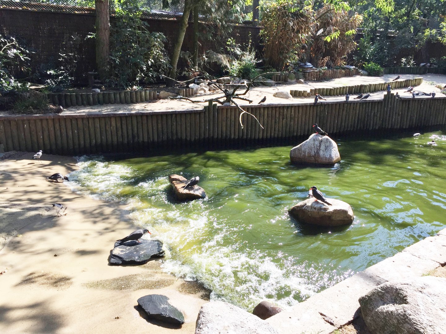 Free flight aviary - Coastal birds