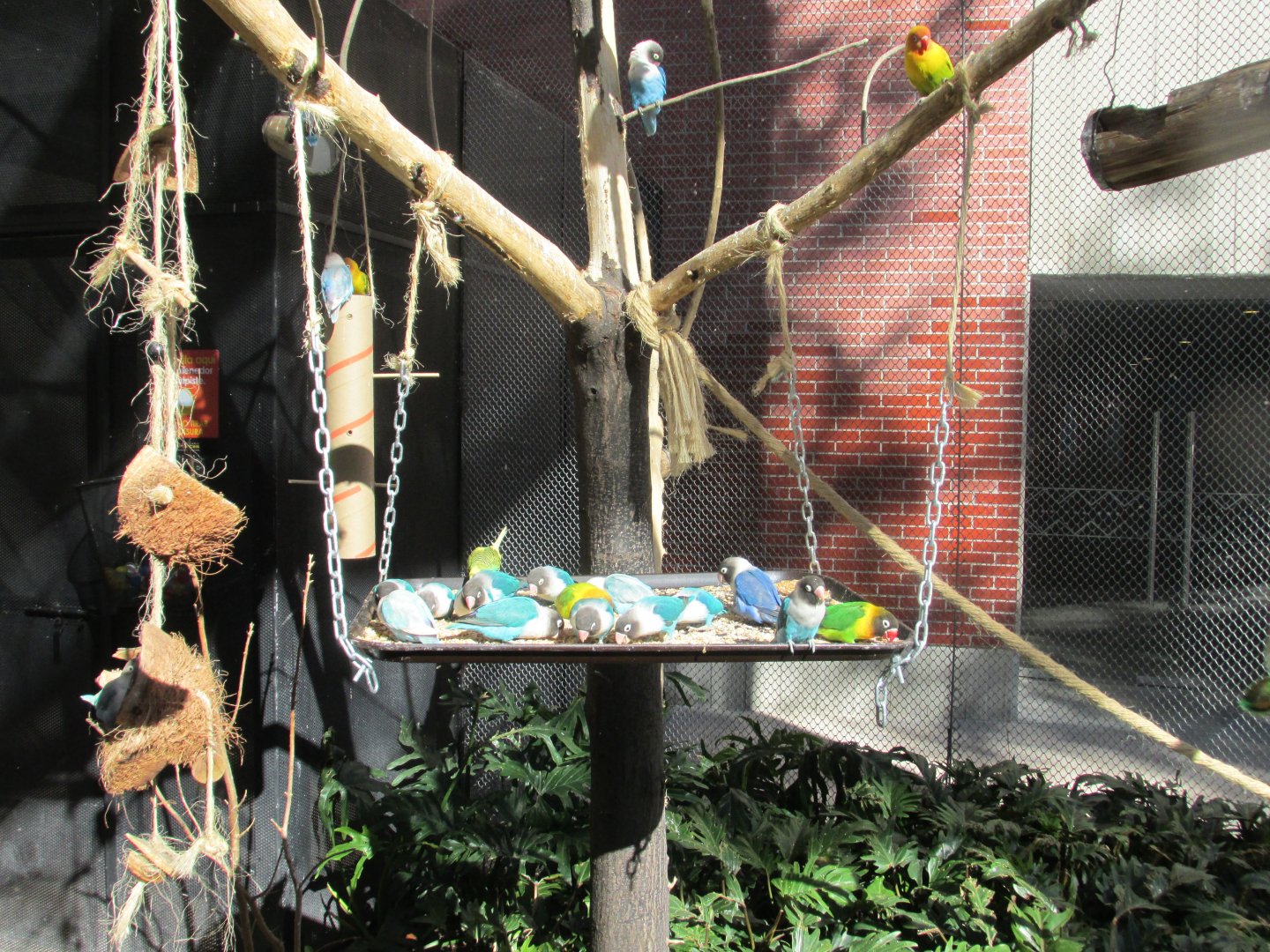 free flight aviary feeder