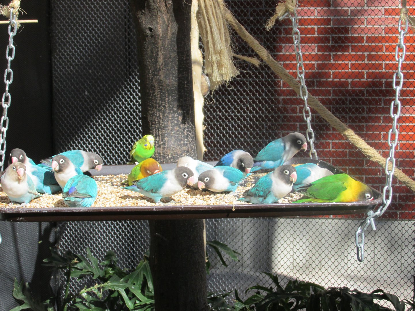 free flight aviary feeder