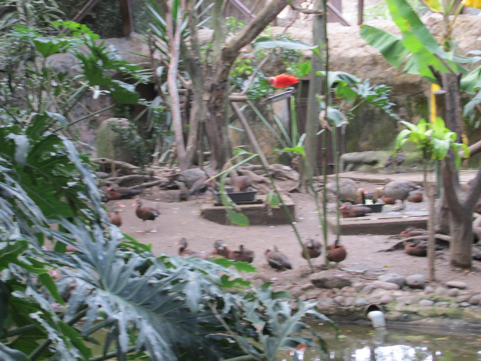 free flight aviary guadalajara zoo