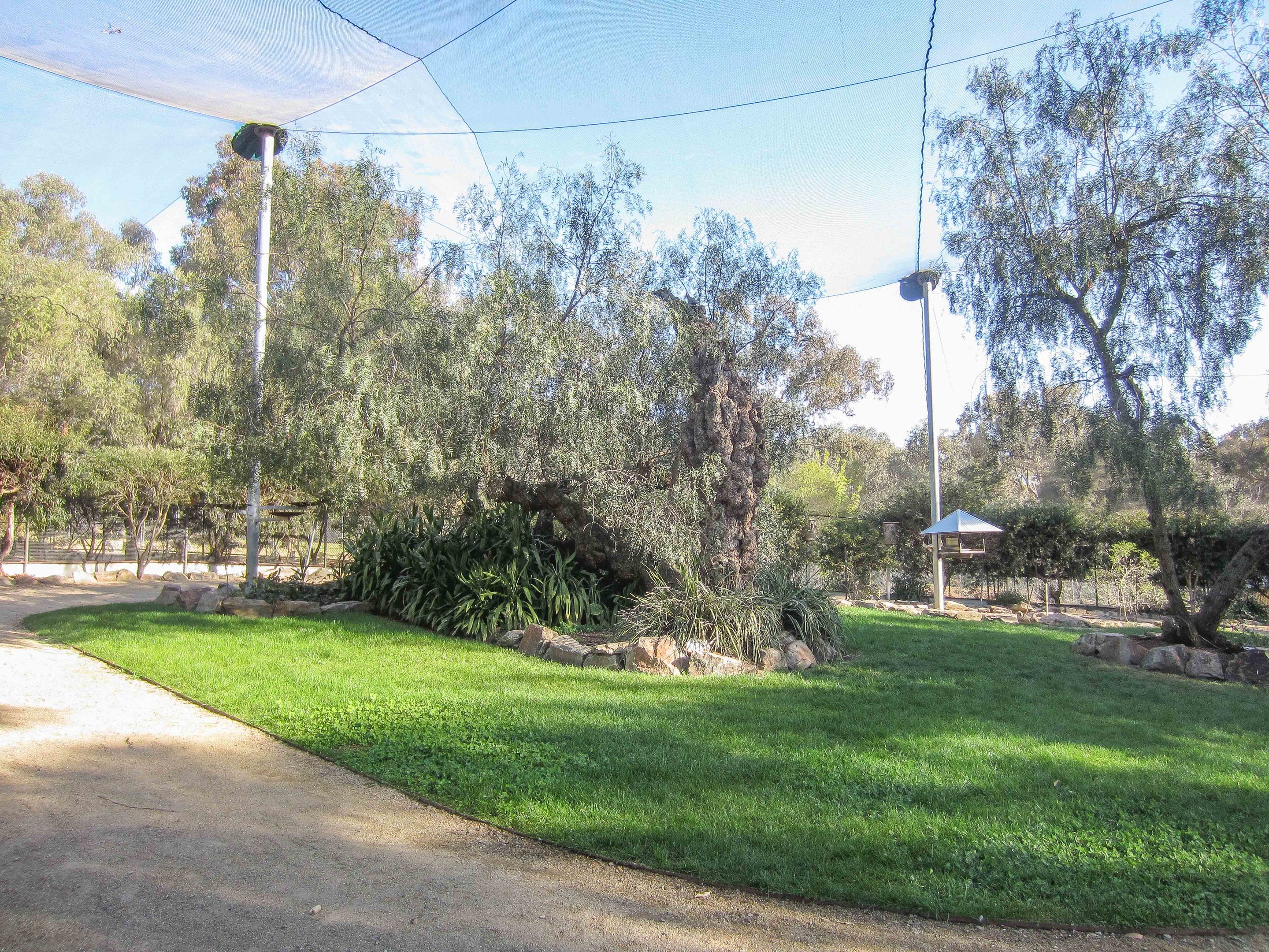 Free-flight Aviary interior