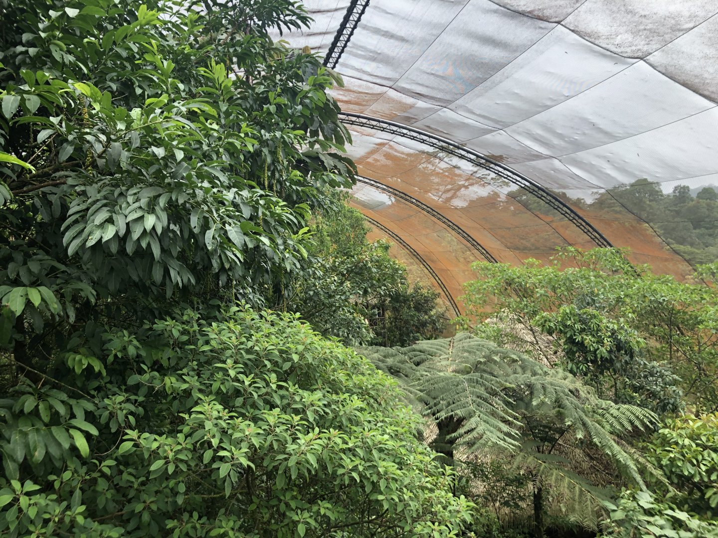 Free-flight Aviary - Mar 2019