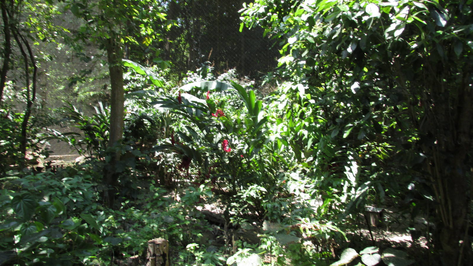 free flight aviary zoomat