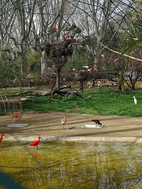 Free-flight aviary