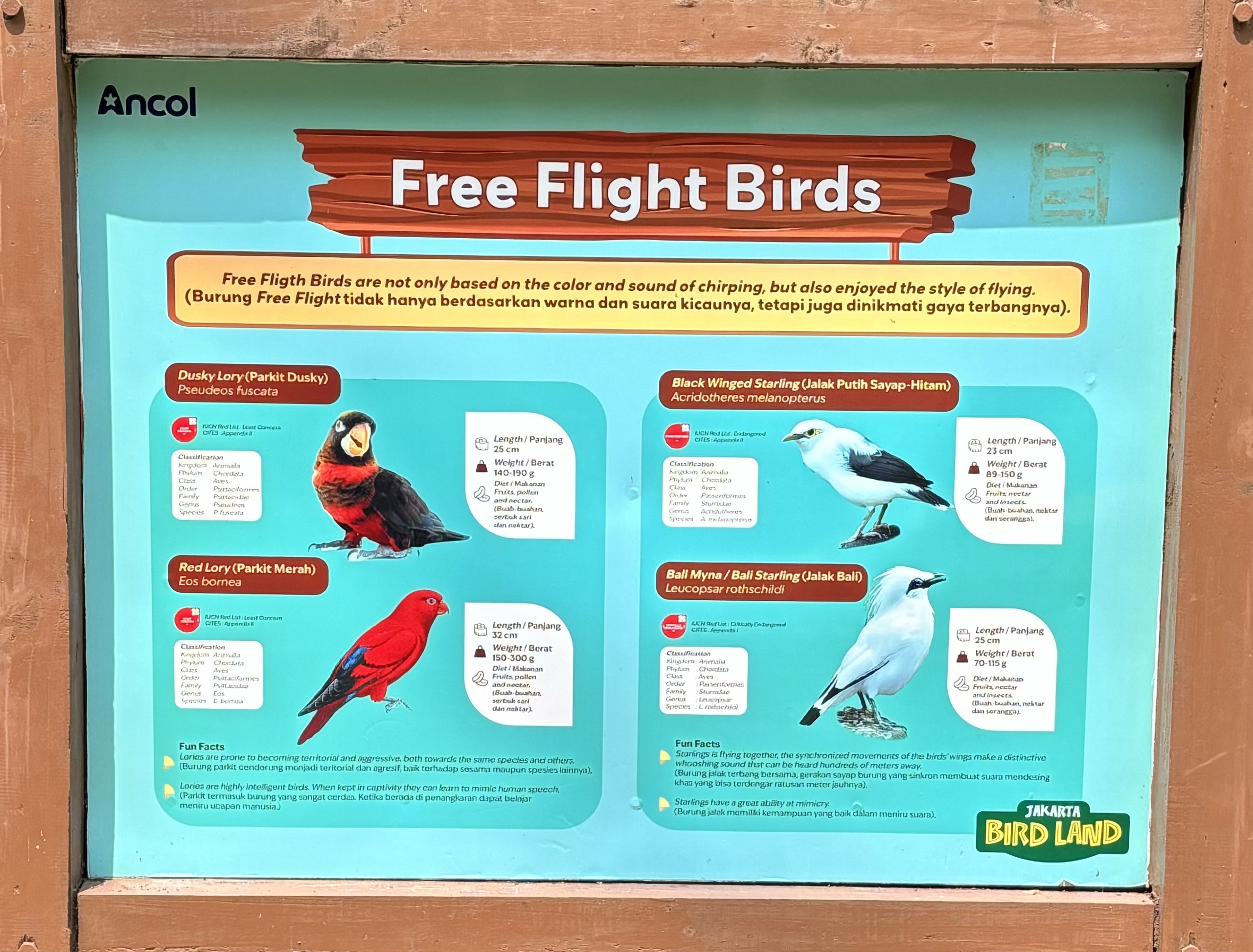 Free-Flight Birds - Jakarta Bird Land
