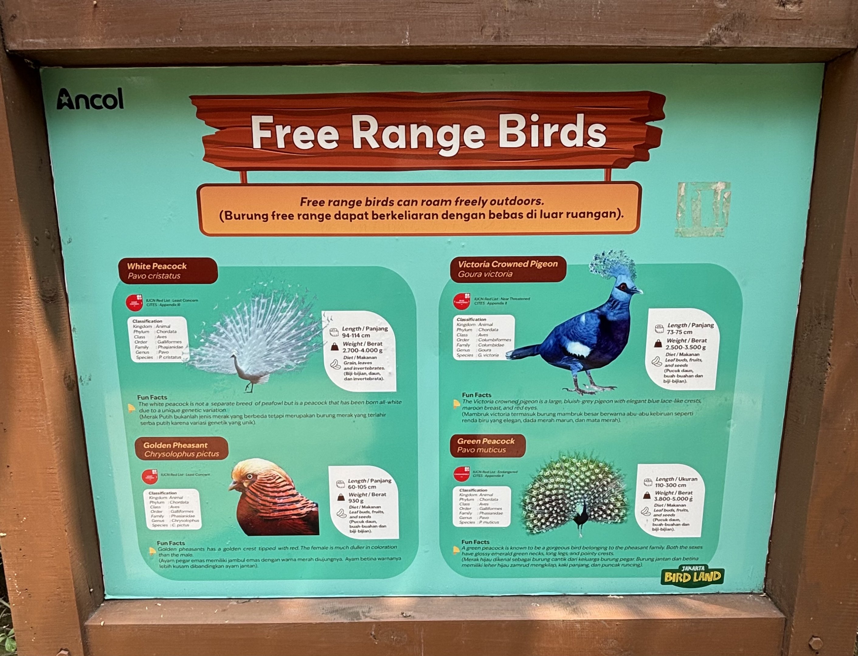 Free-Flight Birds - Jakarta Bird Land