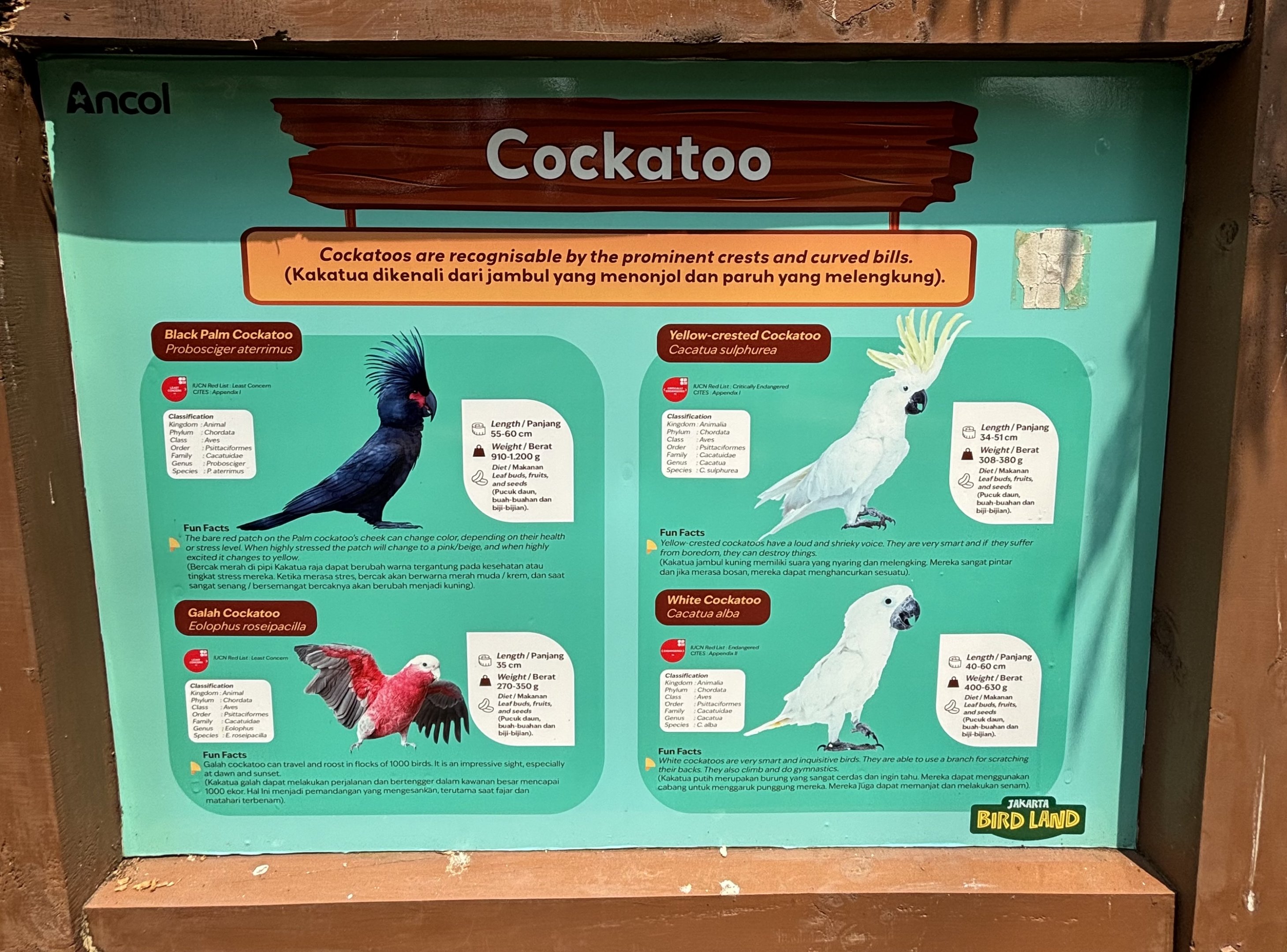 Free-Flight Birds - Jakarta Bird Land