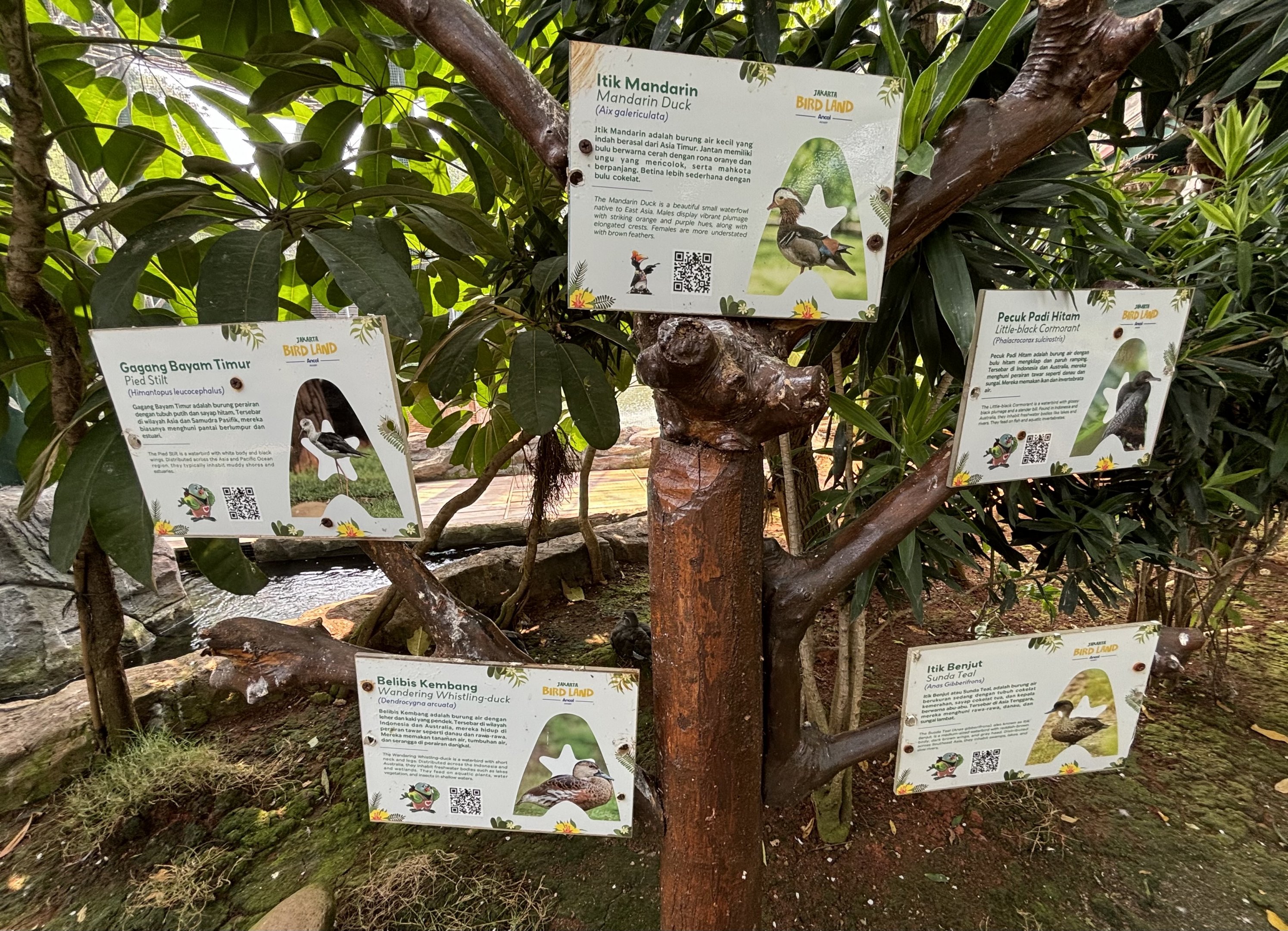 Free-Flight Birds - Jakarta Bird Land