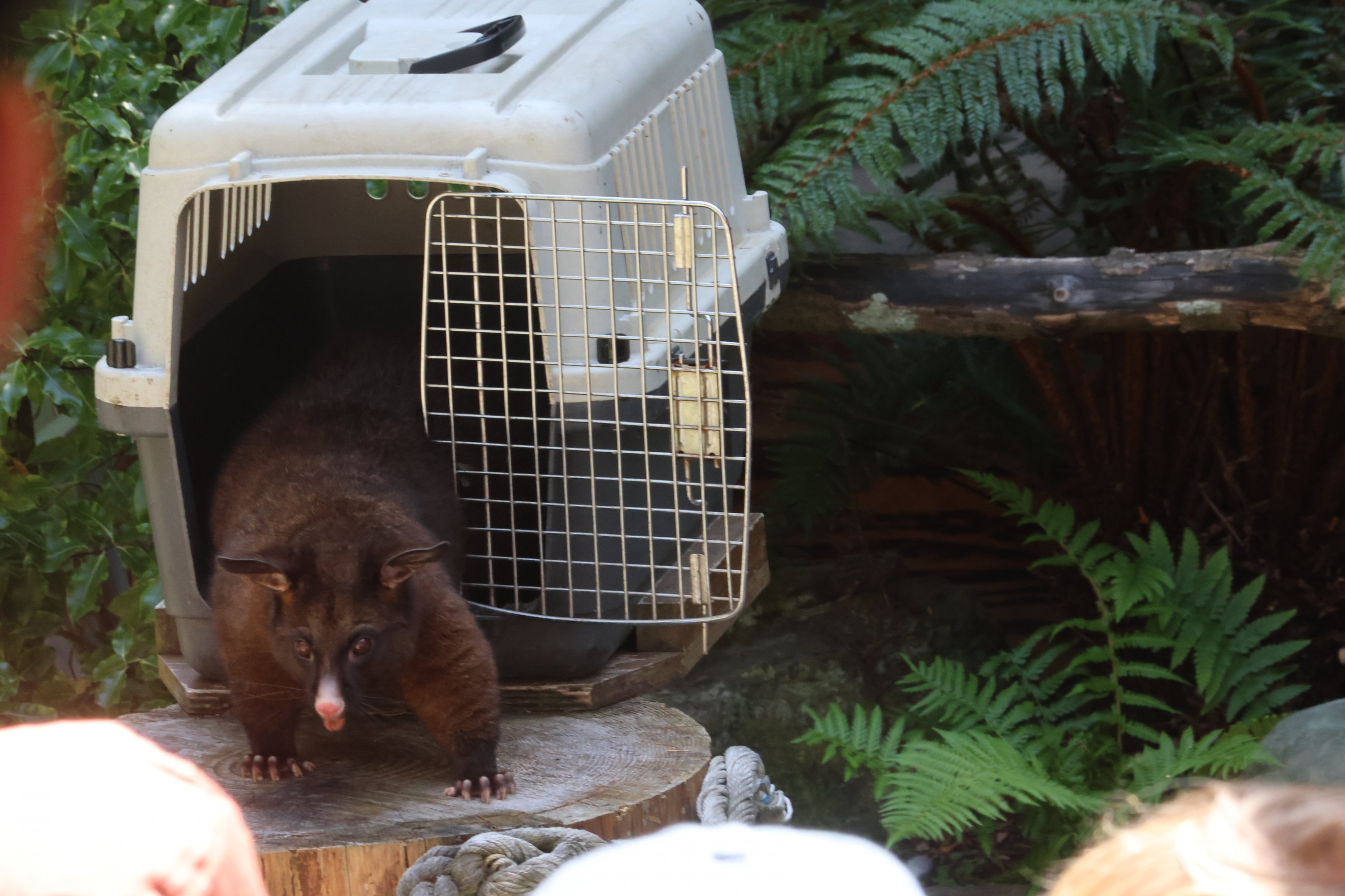 Free-flight conservation show: Common Brushtail Possum (Trichosurus vulpecula)