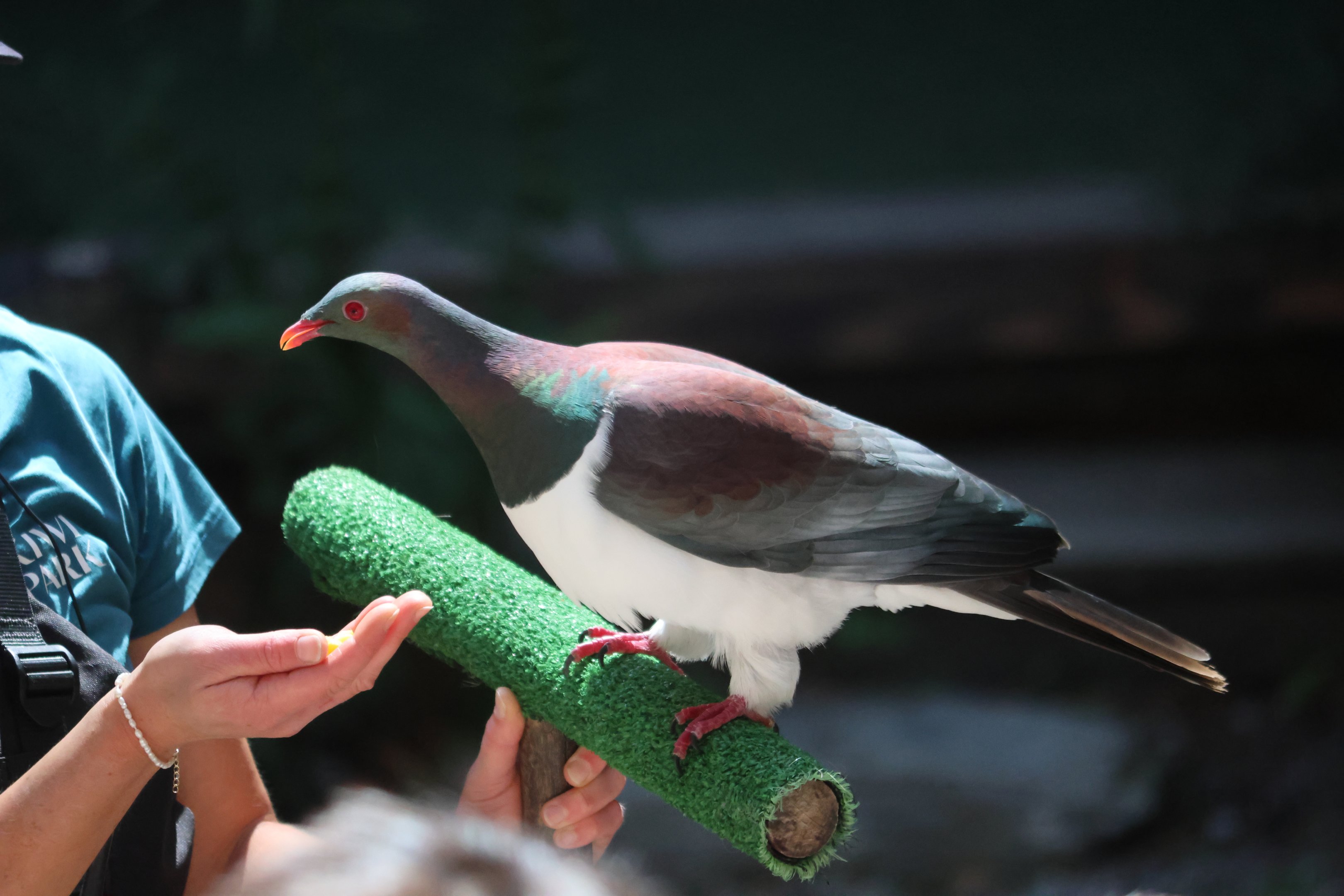 Free-flight conservation show: Kererū (Hemiphaga novaeseelandiae)