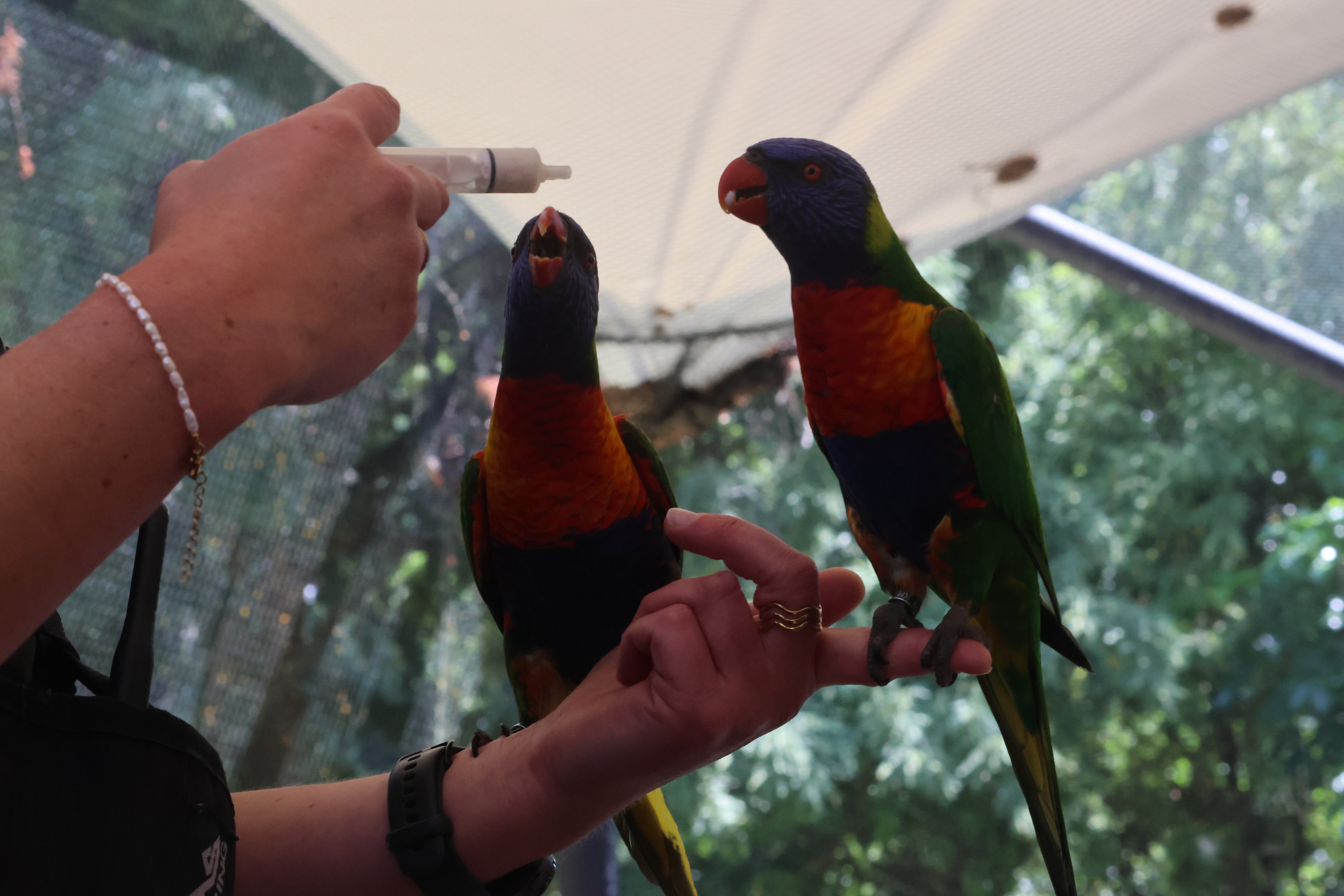 Free-flight conservation show: Rainbow Lorikeet (Trichoglossus moluccanus)