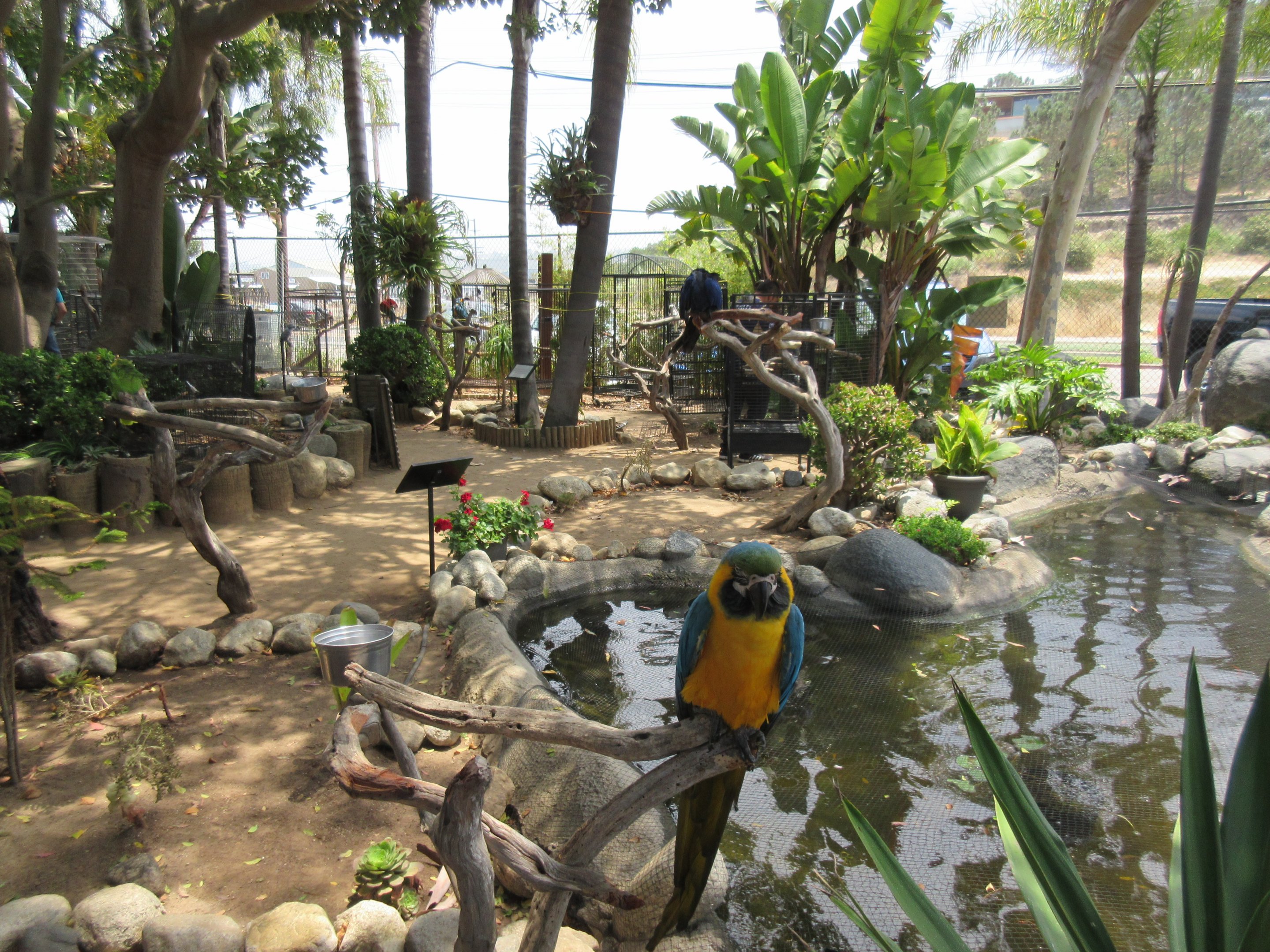 Free Flight: Exotic Bird Sanctuary