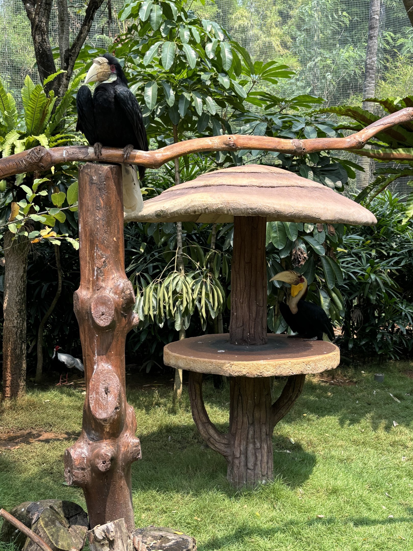 Free-Flight Wreathed Hornbills - Jakarta Bird Land