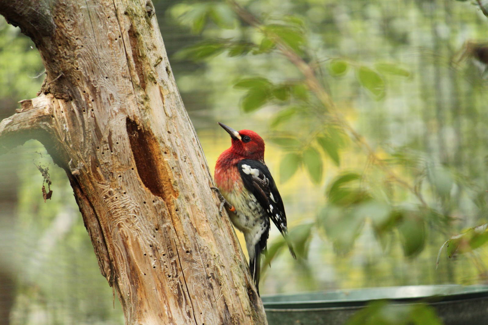 Free-Flight Zone Red-breasted Sapsucker
