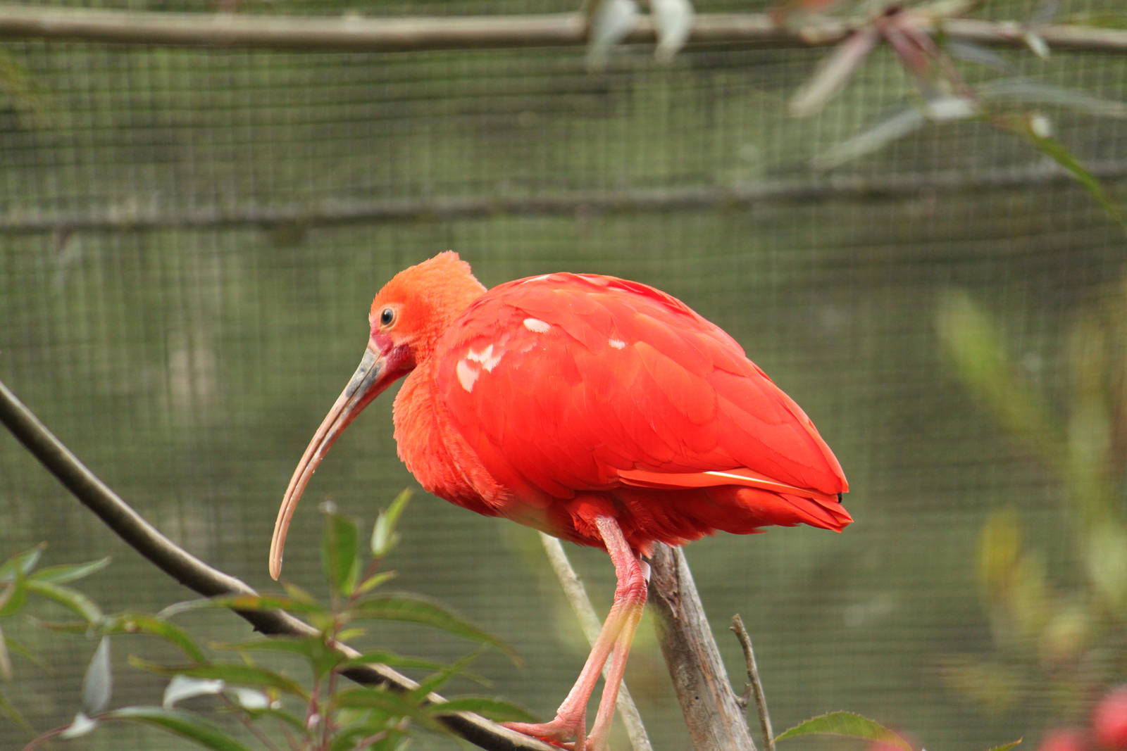 Free-Flight Zone Scarlet Ibis