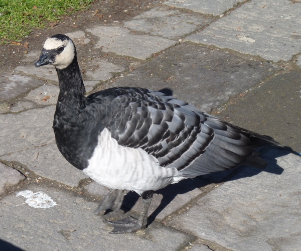 Free-flying barnacle goose (Branta leucopsis)