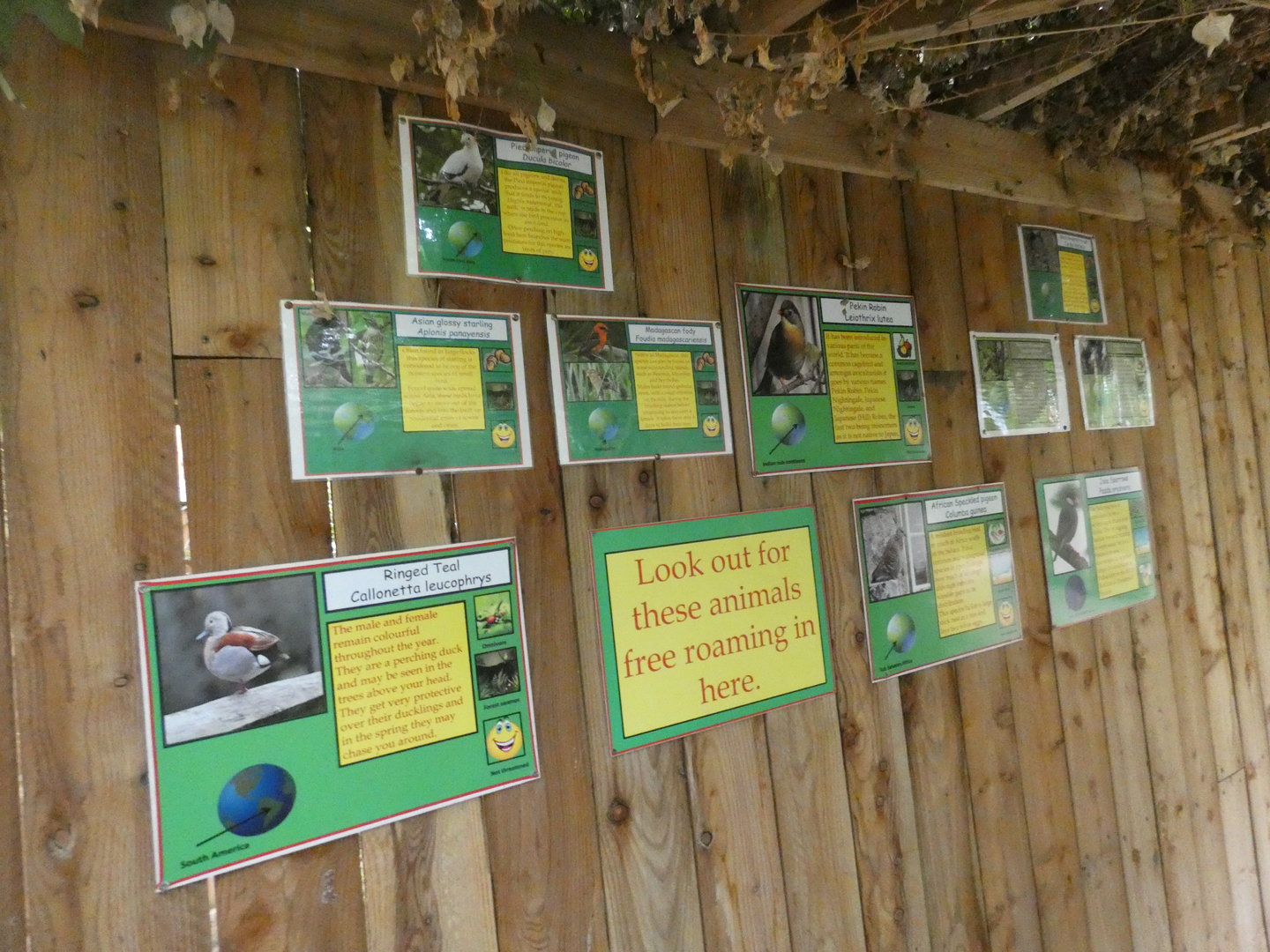 Free-flying bird species within the tropical house