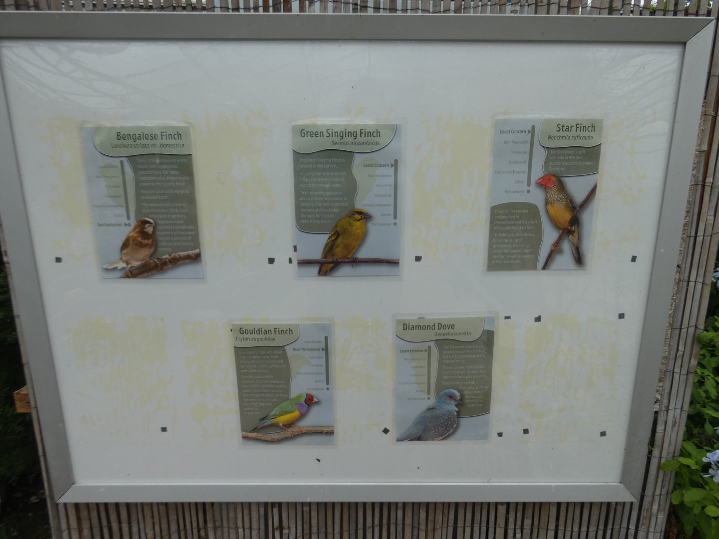Free-flying birds signage