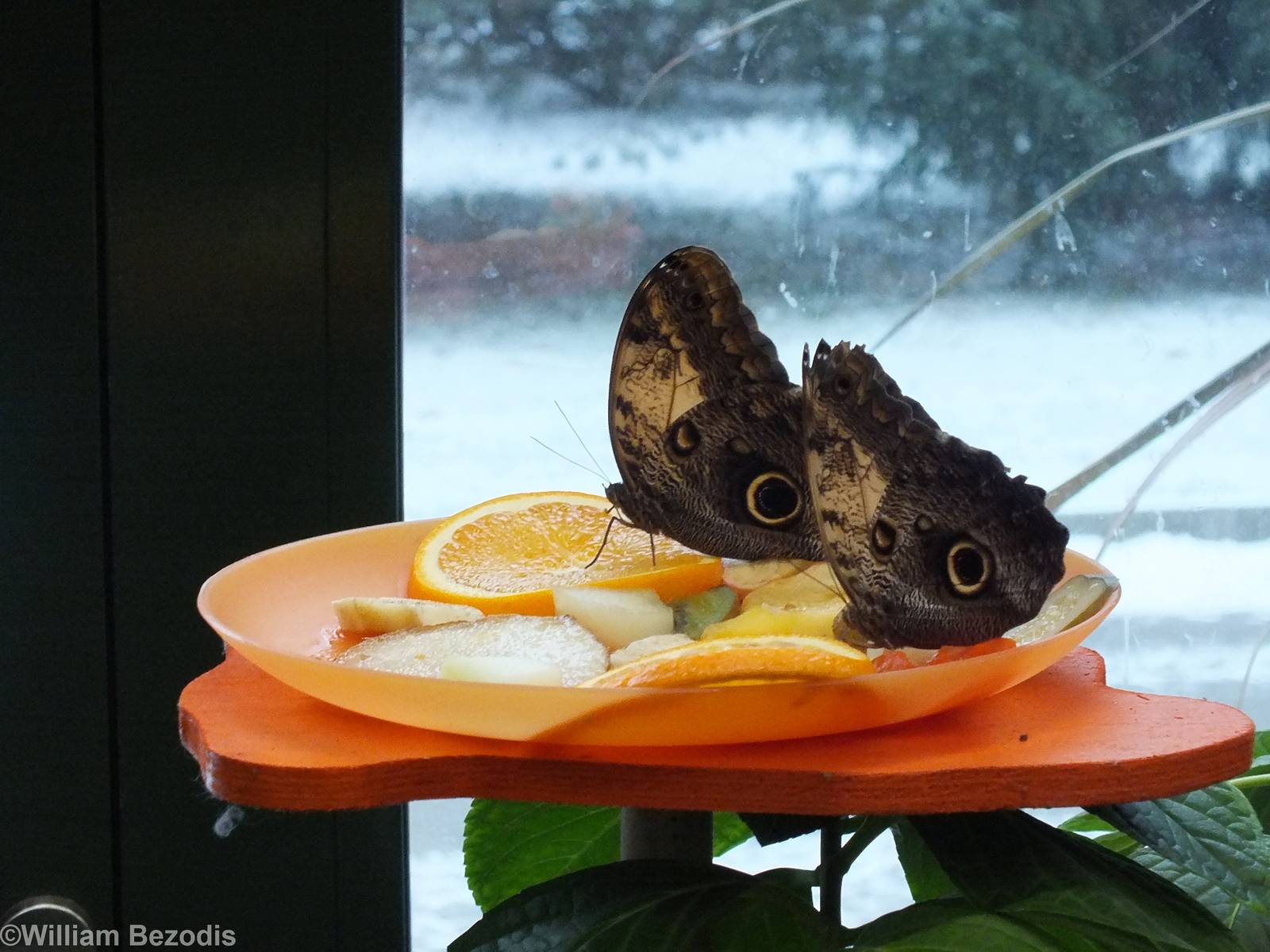 Free-flying Butterflies in the Insect House