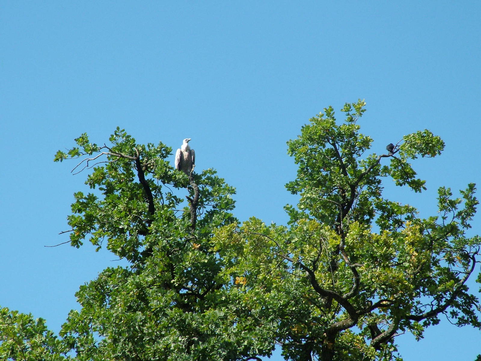 Free-flying European Griffon Vulture (Gyps fulvus) at Salzburg Zoo