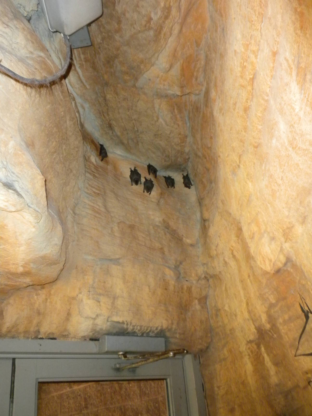 Free flying Fruit Bats