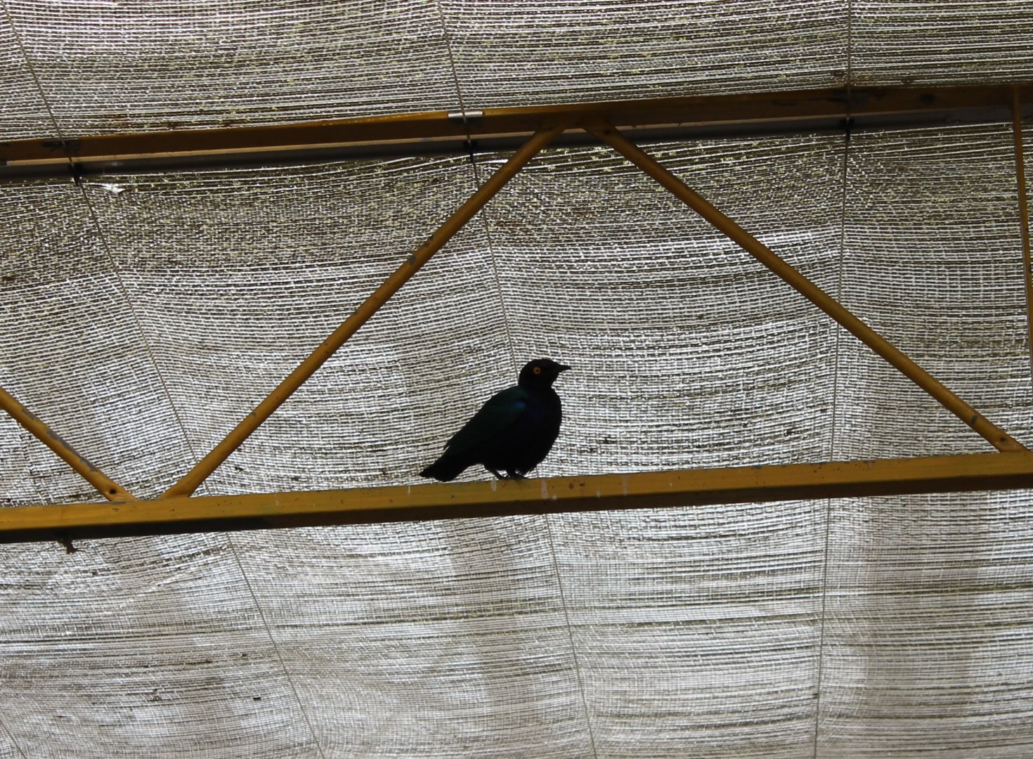 Free-flying Glossy starling