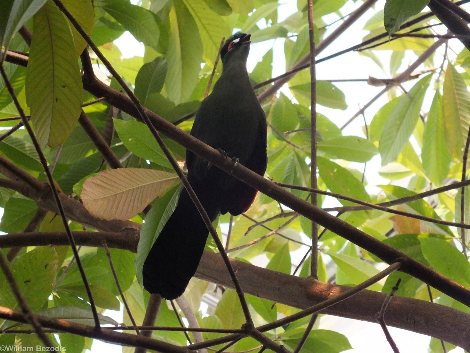 Free Flying Hartlaub's Turaco Calling in Gondwanaland