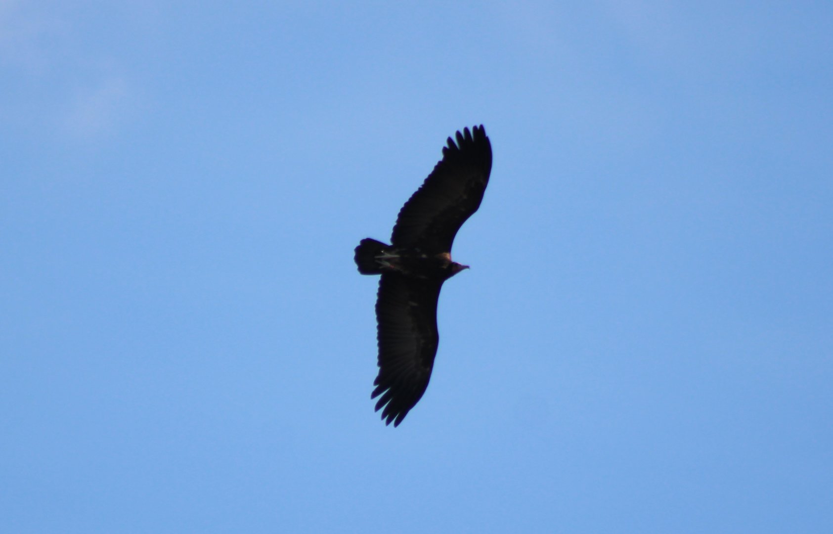 Free-flying Hooded vulture