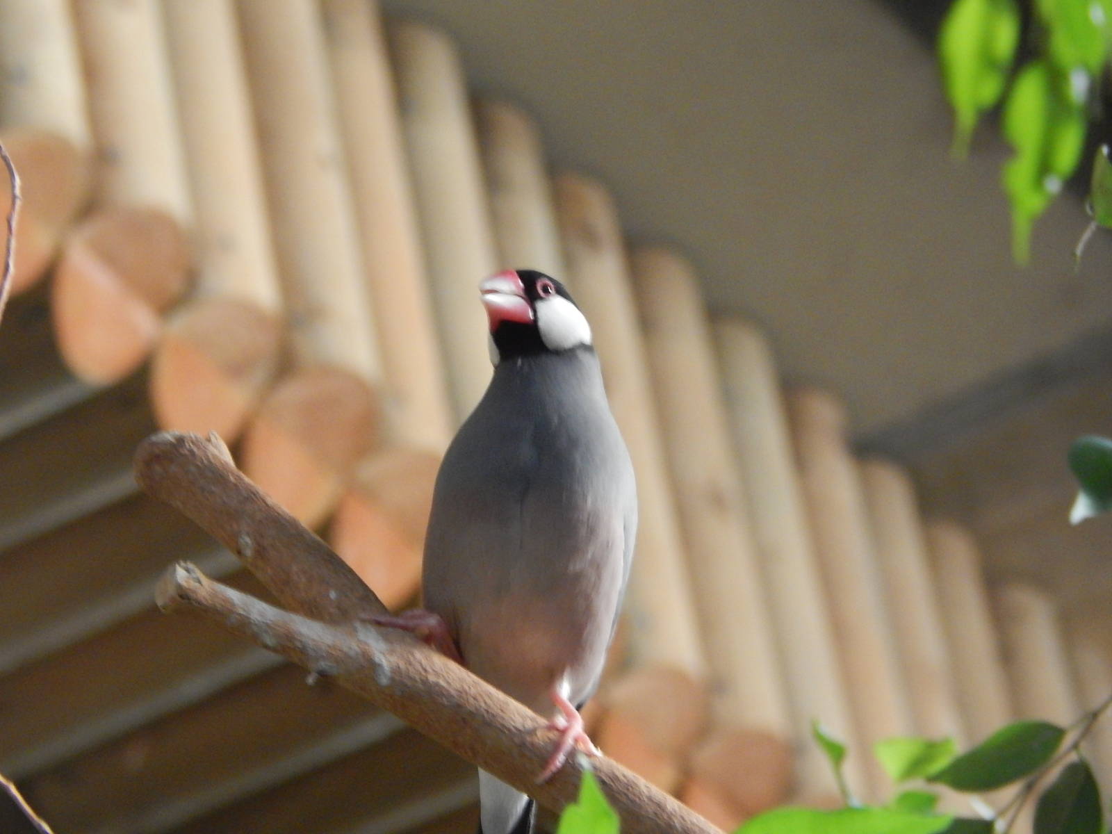 Free flying Java Finch in the tropical realm