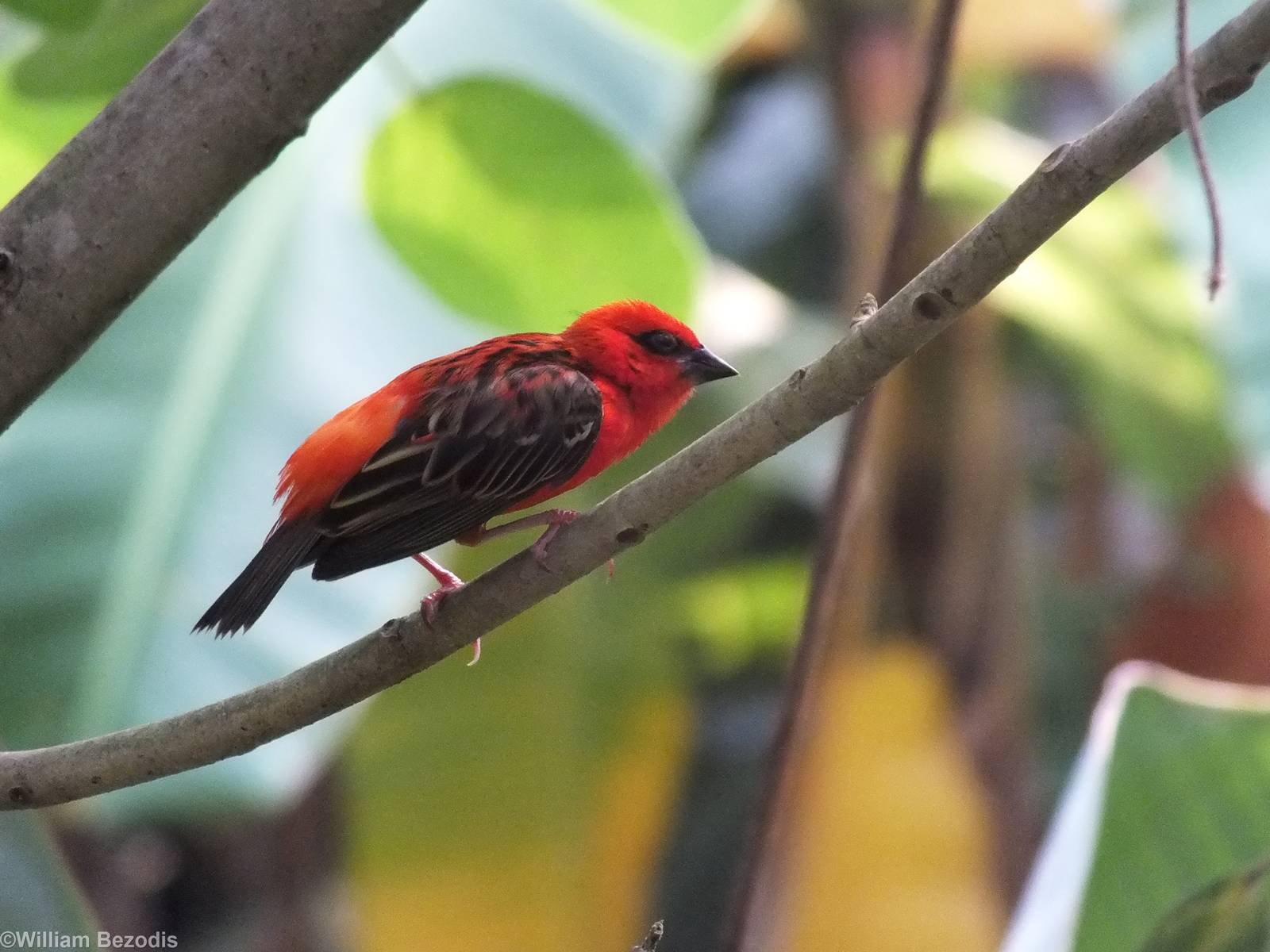 Free Flying Madagascar Fody in Gondwanaland
