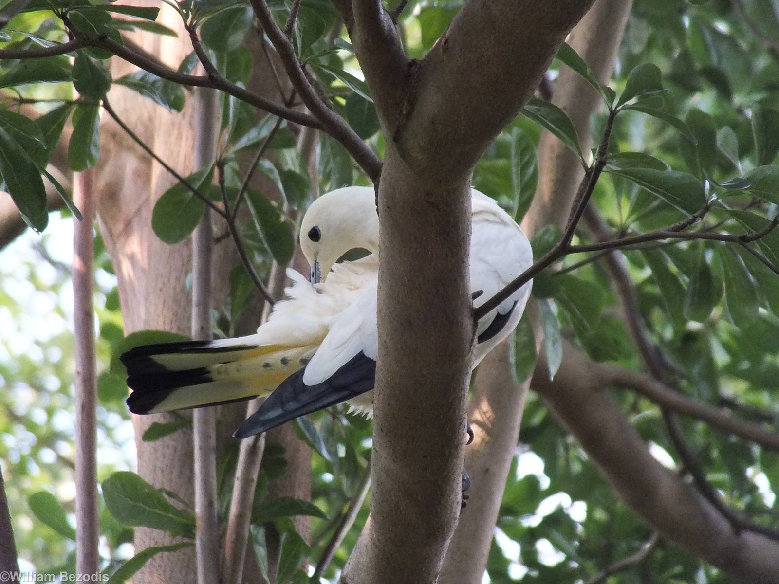 Free Flying Pied Imperial Pigeon in Gondwanaland