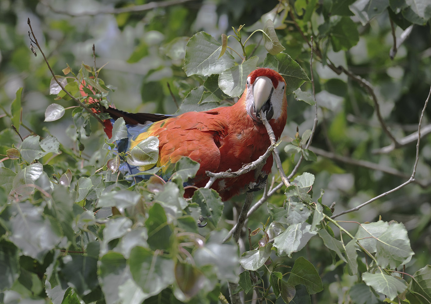 Free-flying scarlet macaw