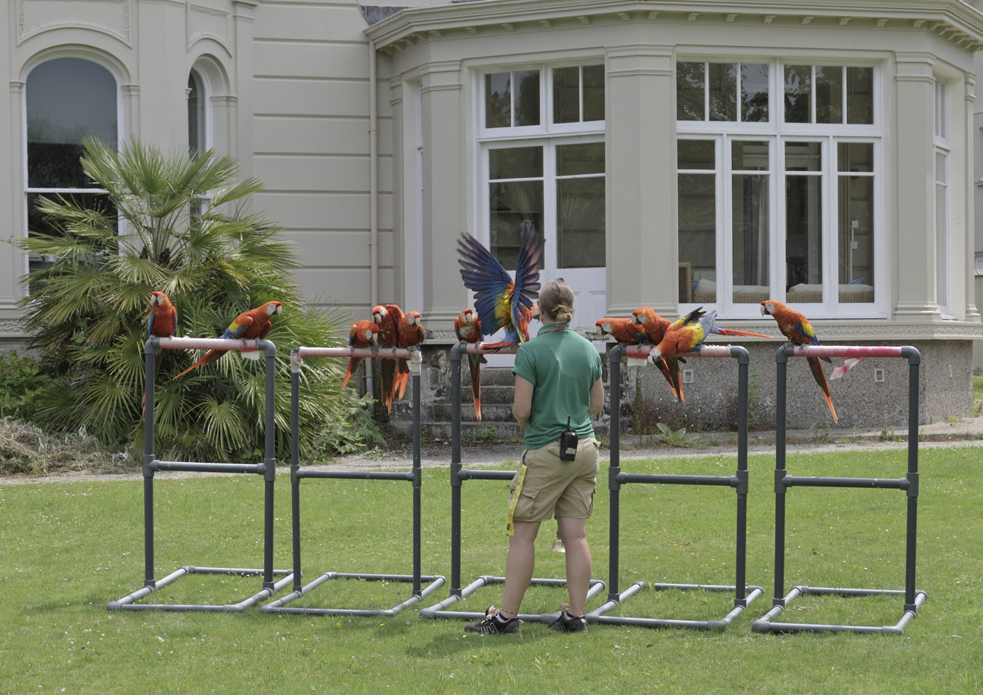 Free flying scarlet macaws