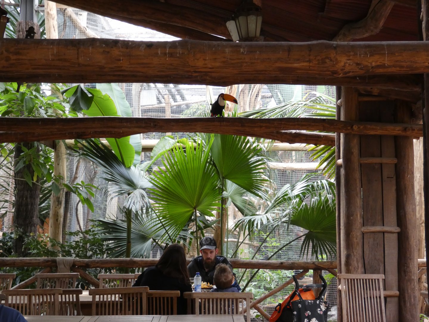 Free-flying Toco Toucan