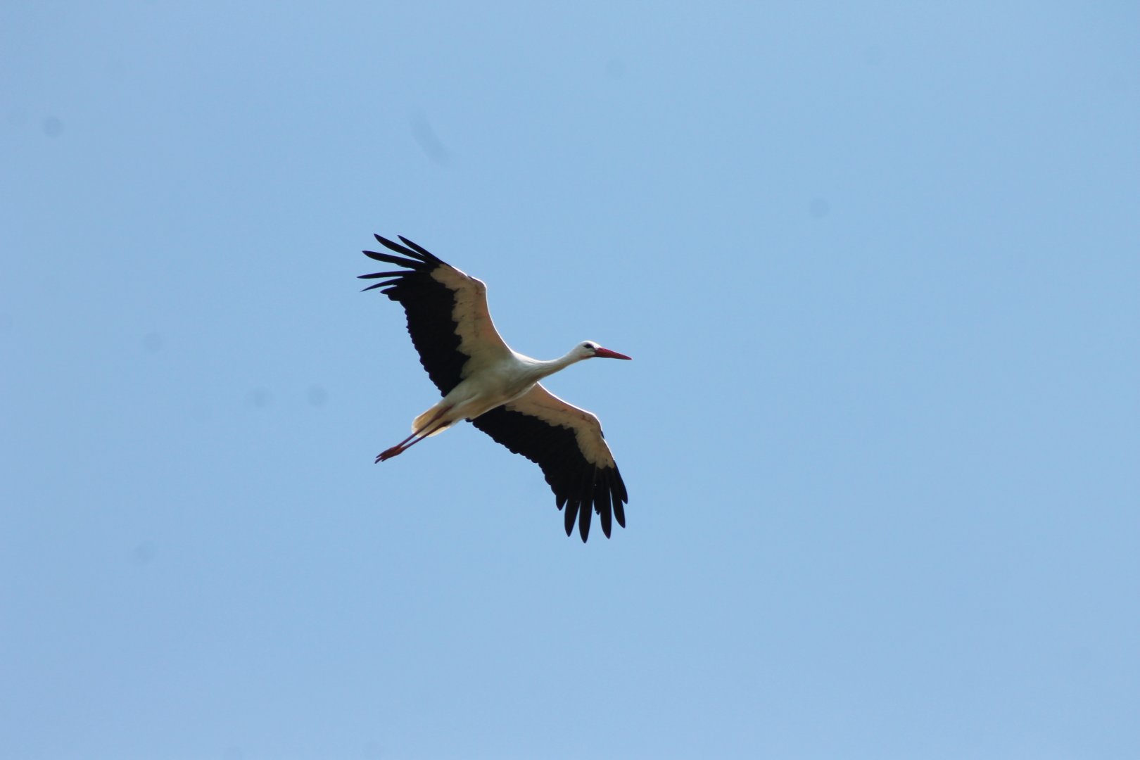 Free-flying White stork