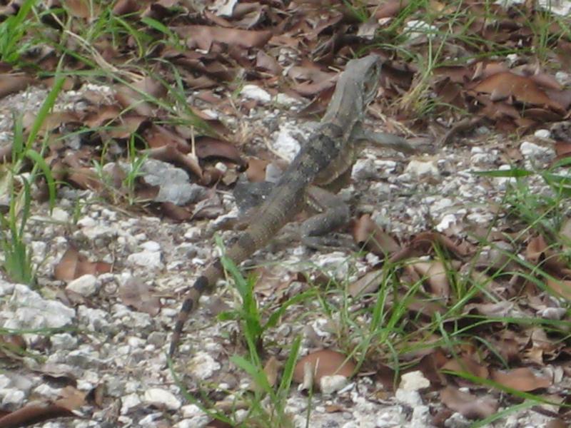 Free Iguana