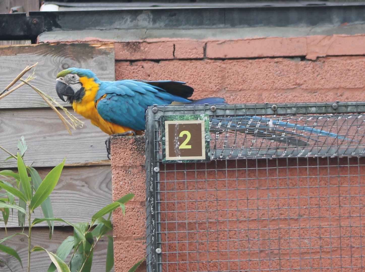 Free-living Blue-and-gold macaw
