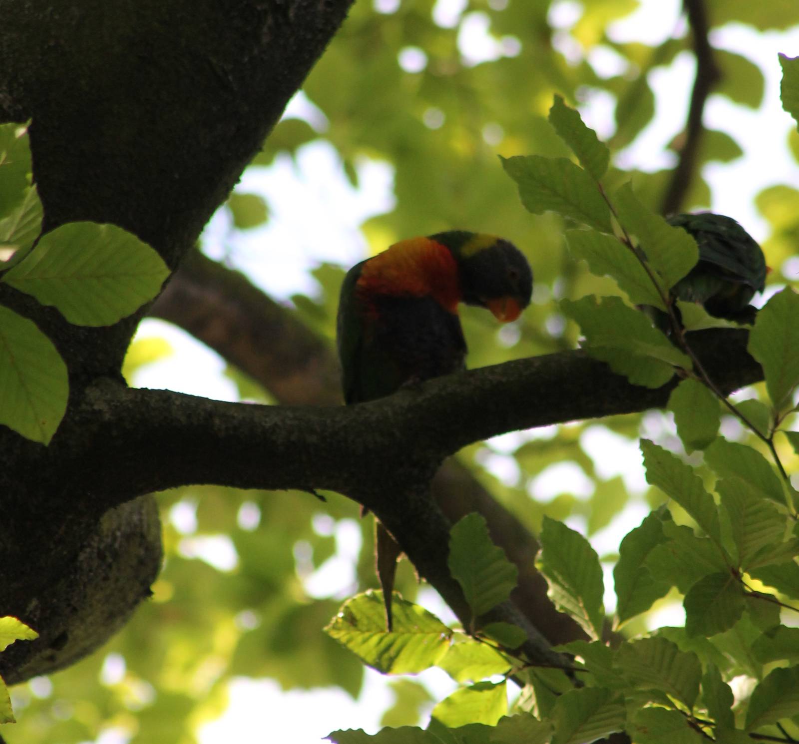 Free-living Rainbow lorikeets