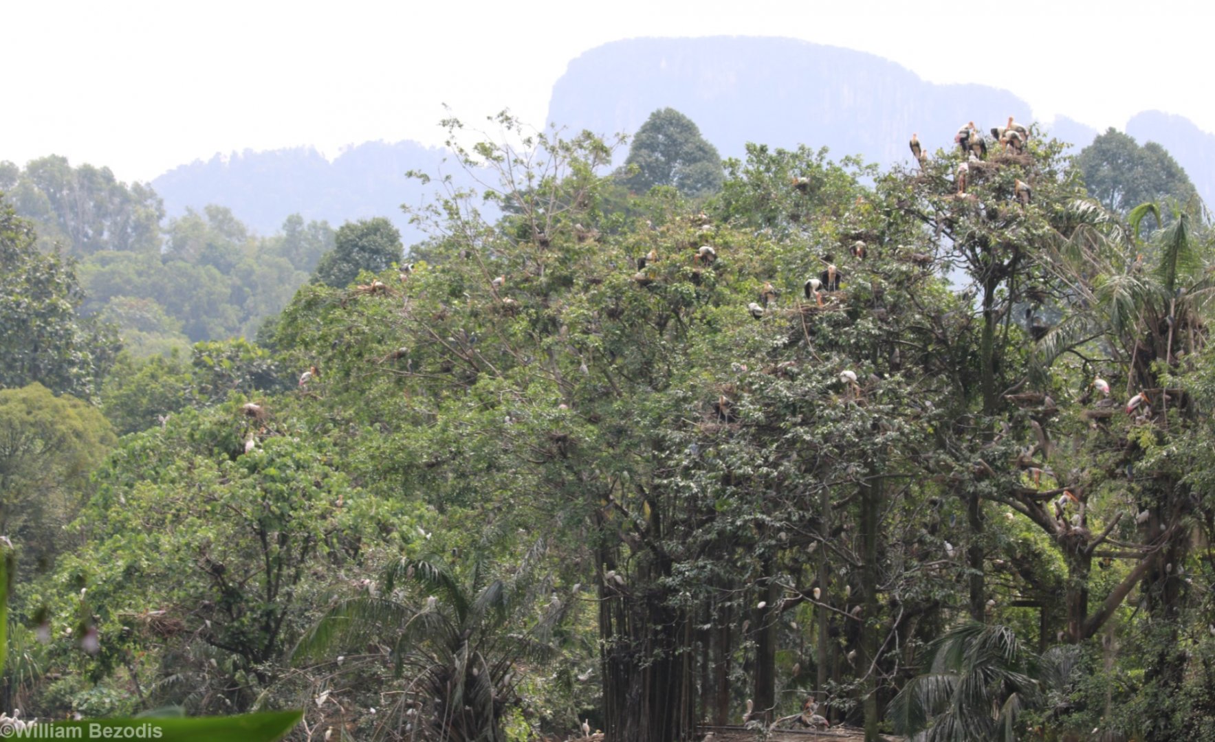 Free-living Waterbird Colony