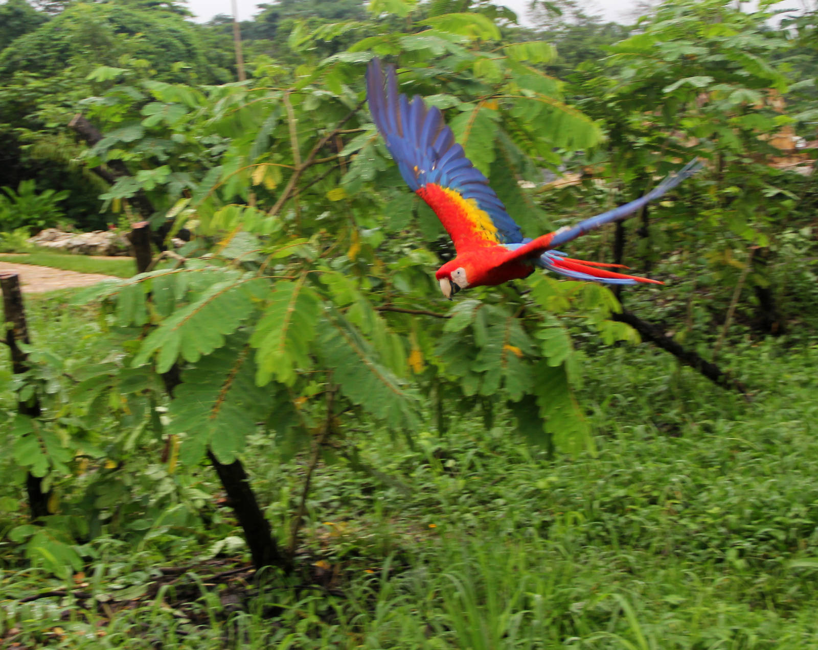Free Macaws